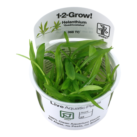 Waterplant Helanthium Bolivianum Quadricostatus