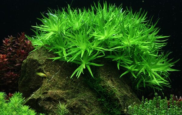Wasserpflanze Heteranthera Zosterifolia Wasserpflanze Heteranthera Zosterifolia