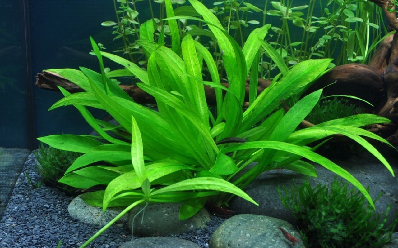Wasserpflanze Helanthium Bolivianum Quadricostatus Wasserpflanze Helanthium Bolivianum Quadricostatus