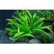 Wasserpflanze Helanthium Bolivianum Quadricostatus Wasserpflanze Helanthium Bolivianum Quadricostatus
