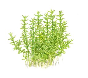 Waterplant Gratiola Viscidula