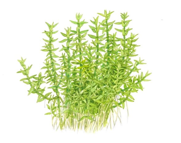 Wasserpflanze Gratiola Viscidula