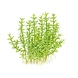 Wasserpflanze Gratiola Viscidula