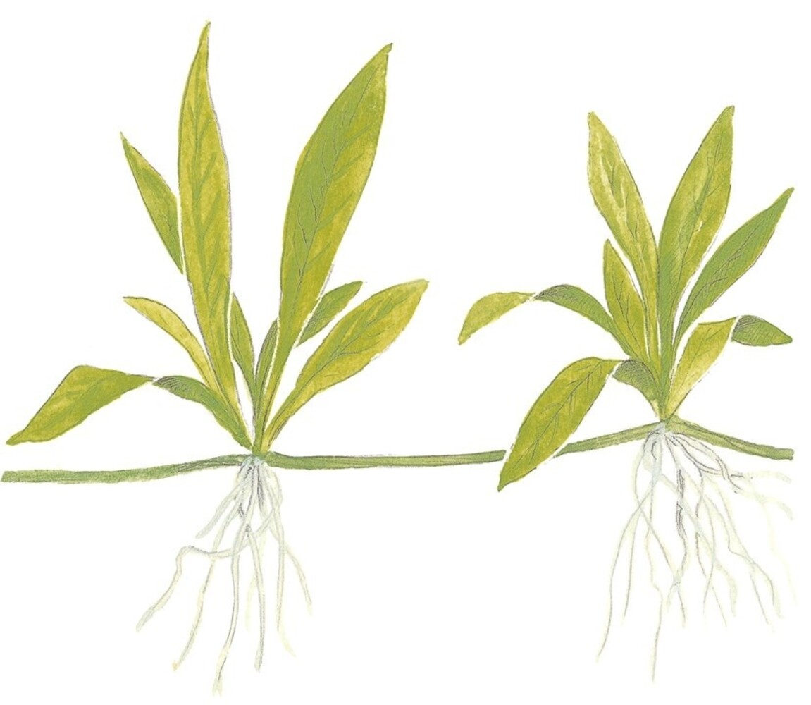 Wasserpflanze Helanthium Bolivianum Quadricostatus Wasserpflanze Helanthium Bolivianum Quadricostatus