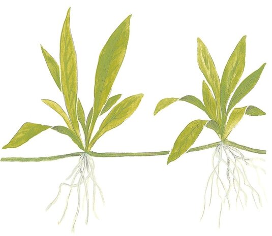 Wasserpflanze Helanthium Bolivianum Quadricostatus Wasserpflanze Helanthium Bolivianum Quadricostatus