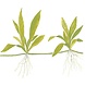 Wasserpflanze Helanthium Bolivianum Quadricostatus Wasserpflanze Helanthium Bolivianum Quadricostatus