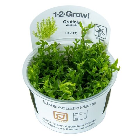 Wasserpflanze Gratiola Viscidula
