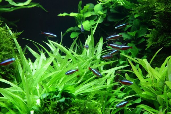 Wasserpflanze Helanthium Bolivianum Quadricostatus Wasserpflanze Helanthium Bolivianum Quadricostatus