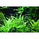 Wasserpflanze Helanthium Bolivianum Quadricostatus Wasserpflanze Helanthium Bolivianum Quadricostatus