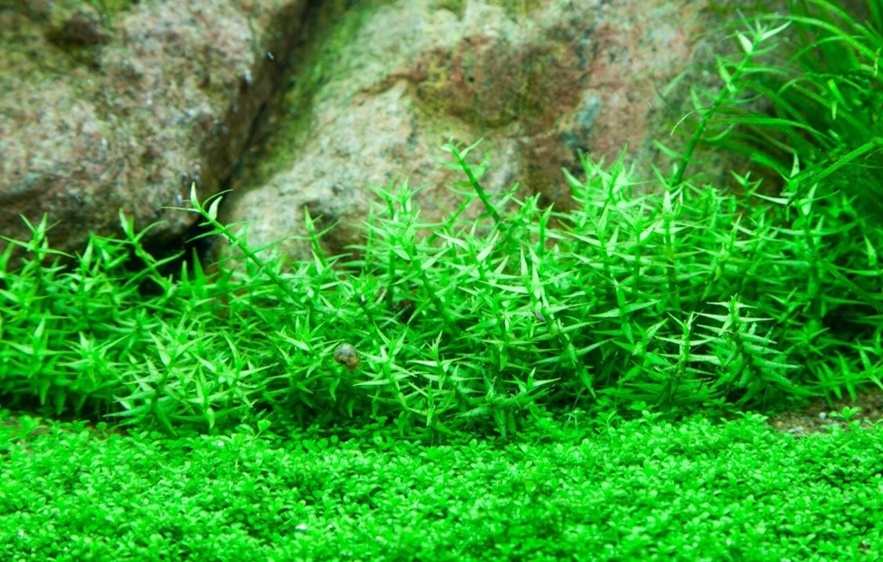 Wasserpflanze Gratiola Viscidula