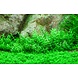 Wasserpflanze Gratiola Viscidula