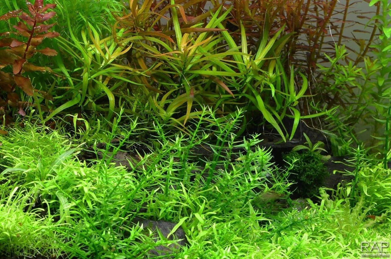 Wasserpflanze Gratiola Viscidula