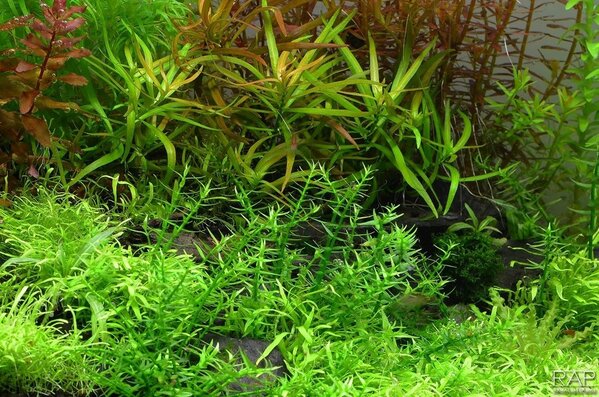 Wasserpflanze Gratiola Viscidula