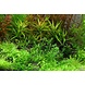 Wasserpflanze Gratiola Viscidula