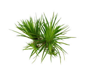 Wasserpflanze Eriocaulon Cinereum