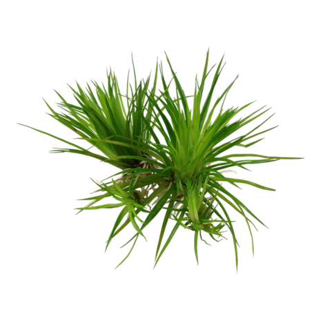 Wasserpflanze Eriocaulon Cinereum Wasserpflanze Eriocaulon Cinereum