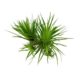 Wasserpflanze Eriocaulon Cinereum Wasserpflanze Eriocaulon Cinereum