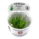 Wasserpflanze Eriocaulon Cinereum Wasserpflanze Eriocaulon Cinereum