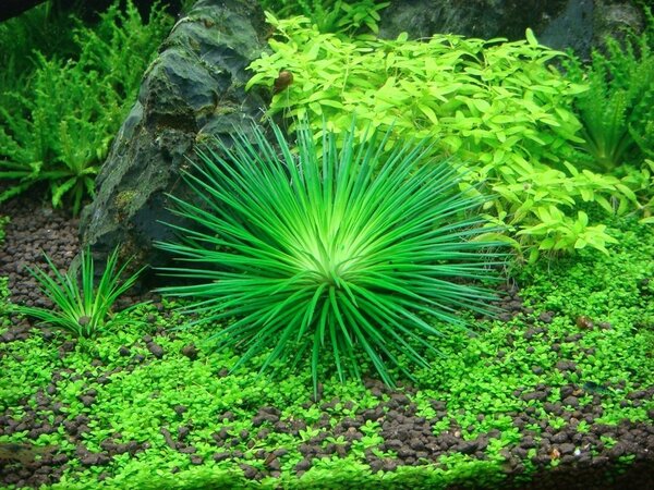 Wasserpflanze Eriocaulon Cinereum Wasserpflanze Eriocaulon Cinereum