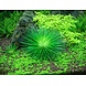 Wasserpflanze Eriocaulon Cinereum Wasserpflanze Eriocaulon Cinereum