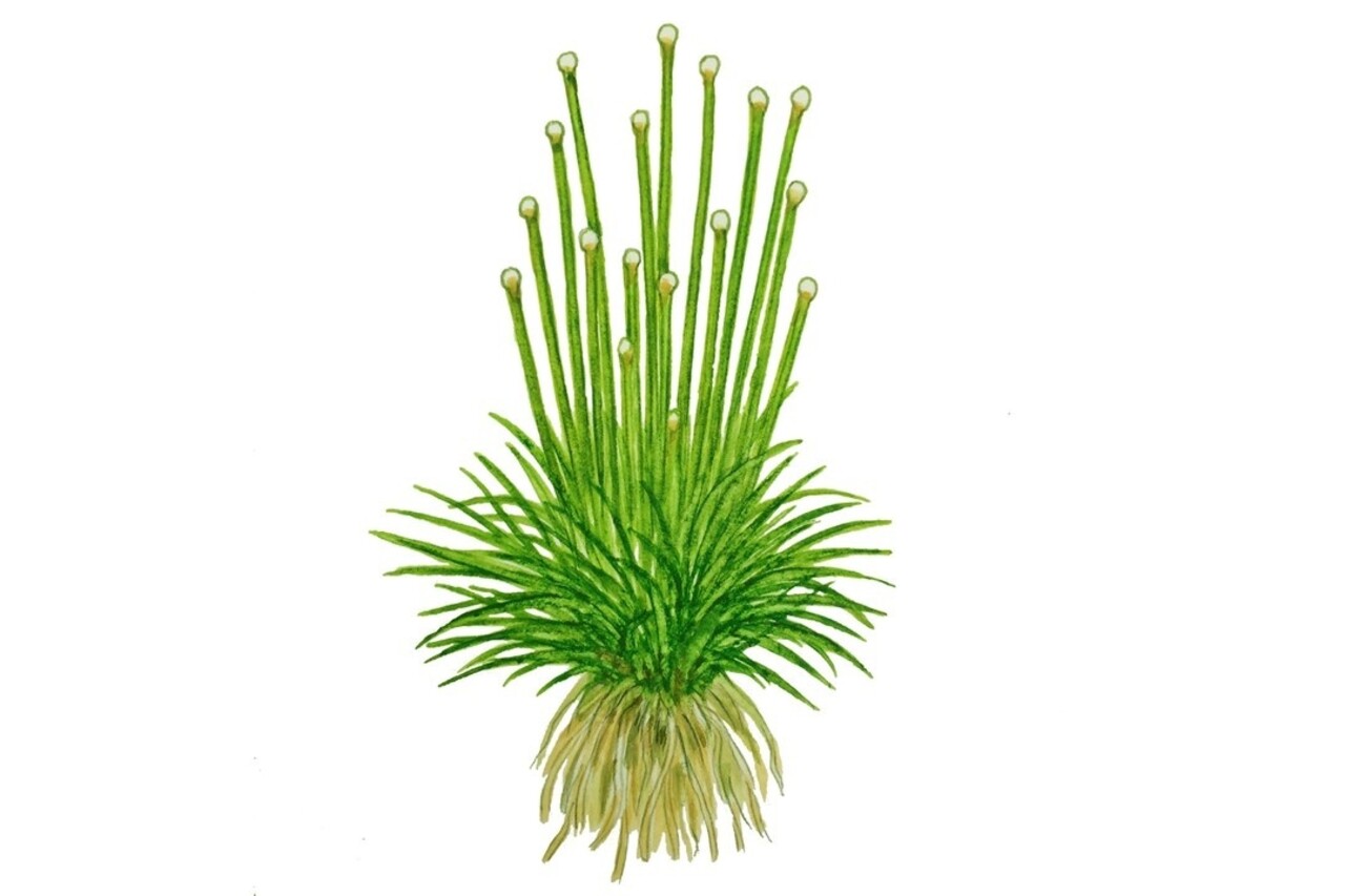 Wasserpflanze Eriocaulon Cinereum Wasserpflanze Eriocaulon Cinereum