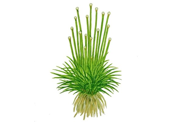 Wasserpflanze Eriocaulon Cinereum Wasserpflanze Eriocaulon Cinereum
