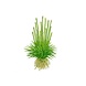 Wasserpflanze Eriocaulon Cinereum Wasserpflanze Eriocaulon Cinereum