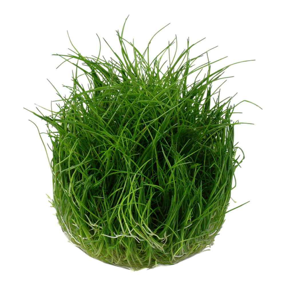 Wasserpflanze Eleocharis Pusilla Mini Wasserpflanze Eleocharis Pusilla Mini