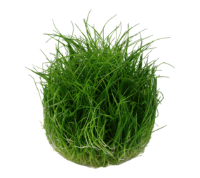 Wasserpflanze Eleocharis Pusilla Mini