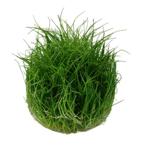 Wasserpflanze Eleocharis Pusilla Mini Wasserpflanze Eleocharis Pusilla Mini