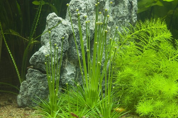 Wasserpflanze Eriocaulon Cinereum Wasserpflanze Eriocaulon Cinereum