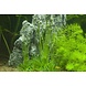 Wasserpflanze Eriocaulon Cinereum Wasserpflanze Eriocaulon Cinereum