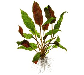 Wasserpflanze Cryptocoryne Wendtii Mi Oya