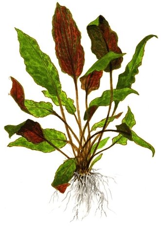 Wasserpflanze Cryptocoryne Wendtii Mi Oya Wasserpflanze Cryptocoryne Wendtii Mi Oya