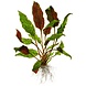 Wasserpflanze Cryptocoryne Wendtii Mi Oya Wasserpflanze Cryptocoryne Wendtii Mi Oya