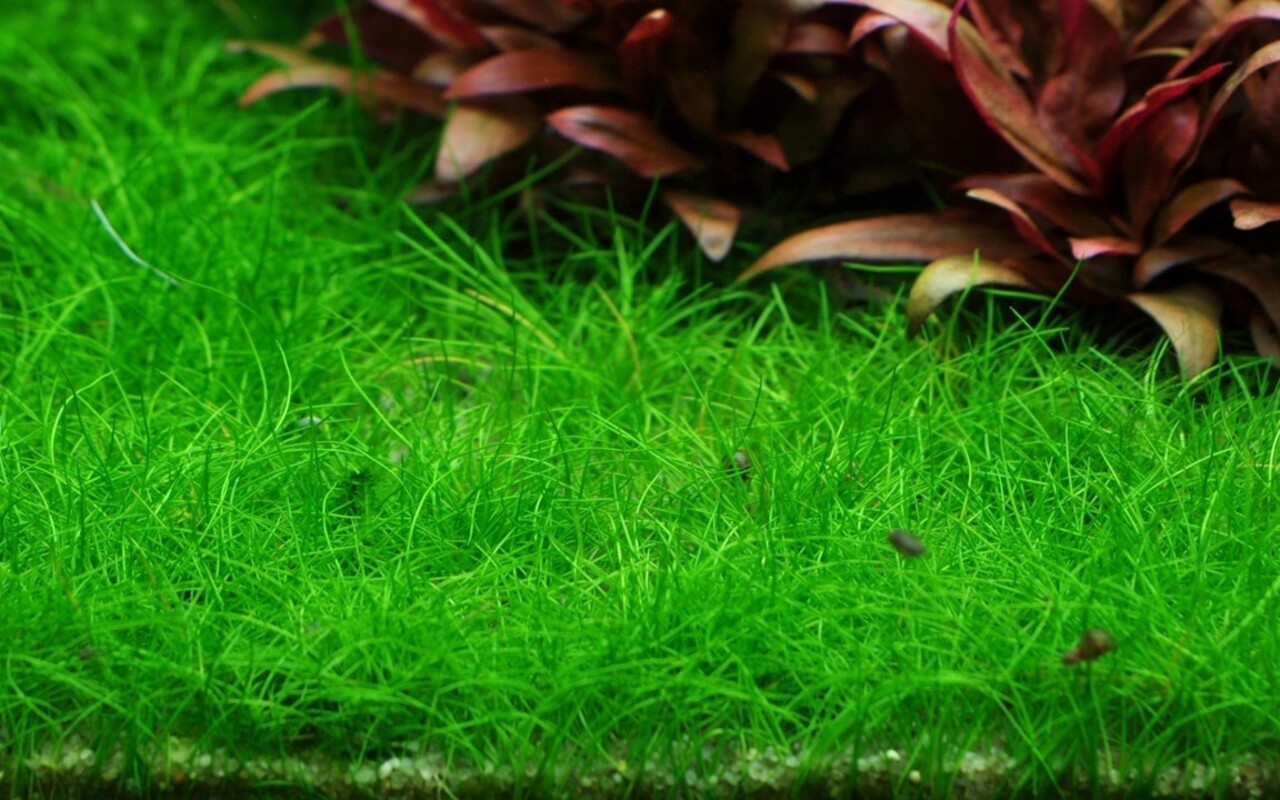 Wasserpflanze Eleocharis Pusilla Mini Wasserpflanze Eleocharis Pusilla Mini