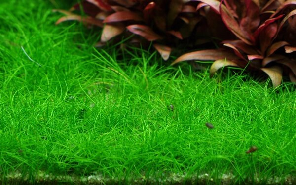 Wasserpflanze Eleocharis Pusilla Mini Wasserpflanze Eleocharis Pusilla Mini
