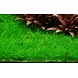 Wasserpflanze Eleocharis Pusilla Mini Wasserpflanze Eleocharis Pusilla Mini
