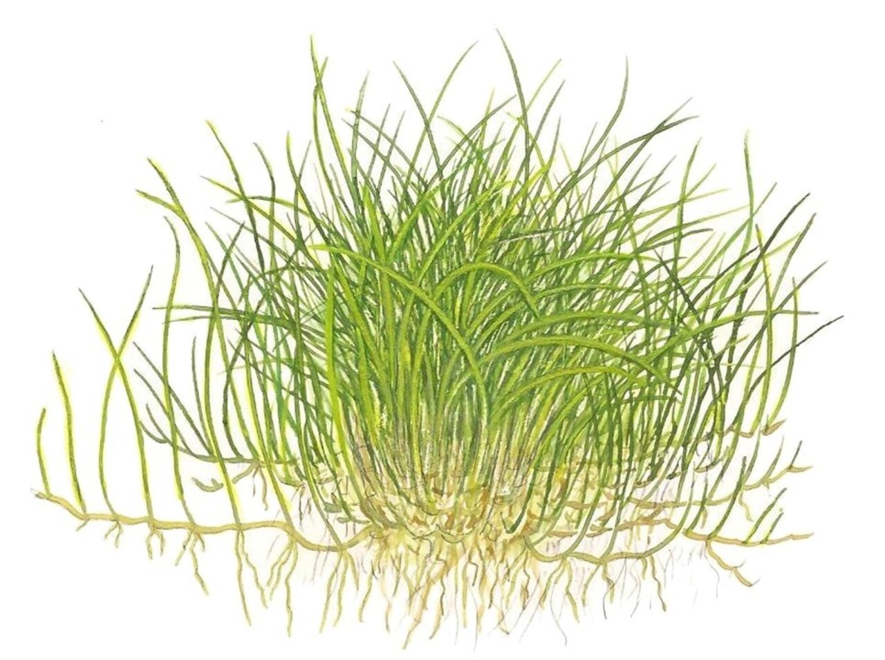 Wasserpflanze Eleocharis Pusilla Mini Wasserpflanze Eleocharis Pusilla Mini