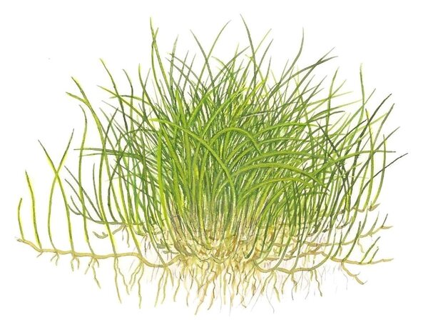 Wasserpflanze Eleocharis Pusilla Mini Wasserpflanze Eleocharis Pusilla Mini