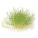 Wasserpflanze Eleocharis Pusilla Mini Wasserpflanze Eleocharis Pusilla Mini