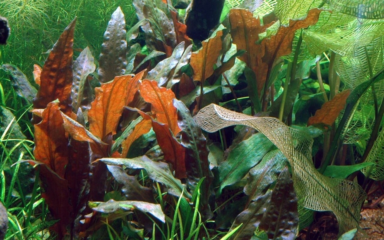 Wasserpflanze Cryptocoryne Wendtii Mi Oya Wasserpflanze Cryptocoryne Wendtii Mi Oya