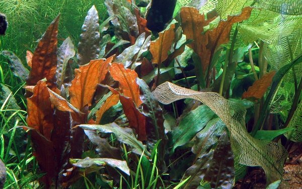 Wasserpflanze Cryptocoryne Wendtii Mi Oya Wasserpflanze Cryptocoryne Wendtii Mi Oya