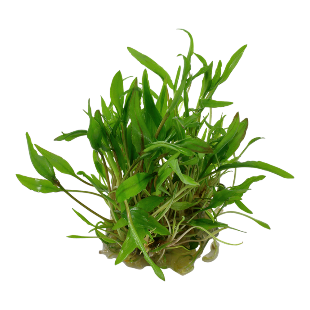 Wasserpflanze Cryptocoryne Wendtii Grün Wasserpflanze Cryptocoryne Wendtii Grün