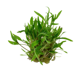 Waterplant Cryptocoryne Wendtii Grün