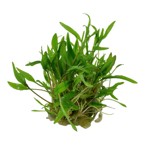 Wasserpflanze Cryptocoryne Wendtii Grün Wasserpflanze Cryptocoryne Wendtii Grün