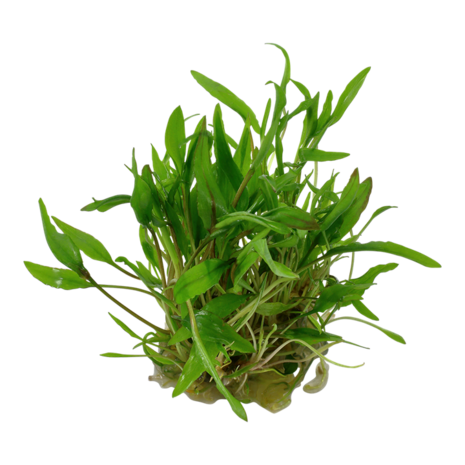Waterplant Cryptocoryne Wendtii Grün Waterplant Cryptocoryne Wendtii Grün
