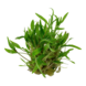 Wasserpflanze Cryptocoryne Wendtii Grün Wasserpflanze Cryptocoryne Wendtii Grün