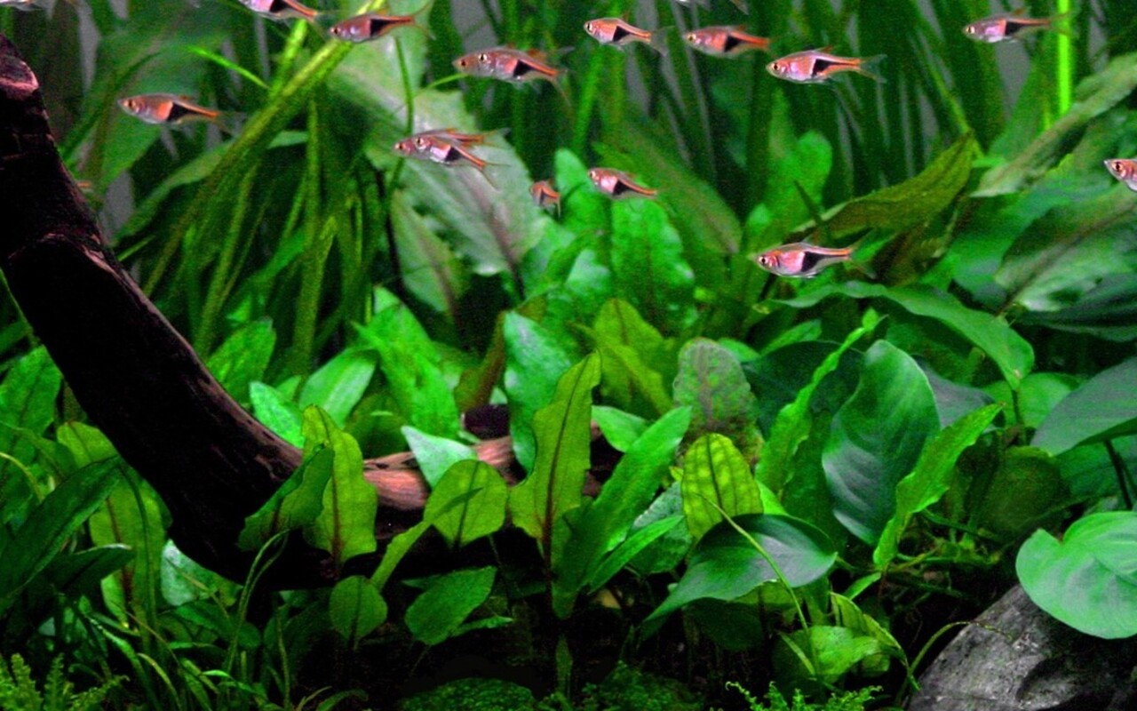 Wasserpflanze Cryptocoryne Wendtii Grün Wasserpflanze Cryptocoryne Wendtii Grün