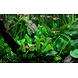 Wasserpflanze Cryptocoryne Wendtii Grün Wasserpflanze Cryptocoryne Wendtii Grün